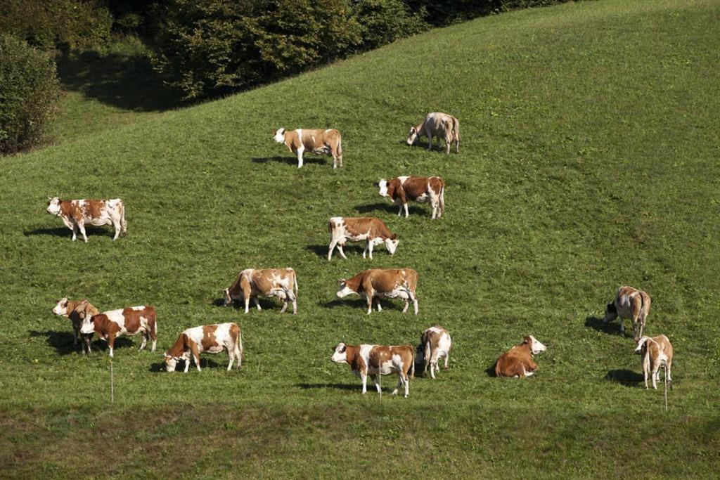 Zasserlhof Familie Bamberger *